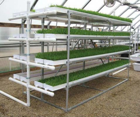 Hydroponic Plastic Trays