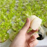 hydroponic Plastic tray